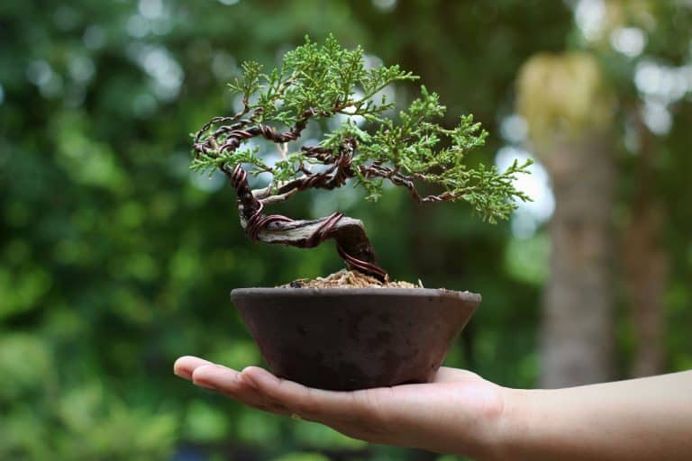 Japanese Juniper Bonsai Tree on Hand, Background in the garden, The Ultimate Guide to Wintering Juniper Bonsai