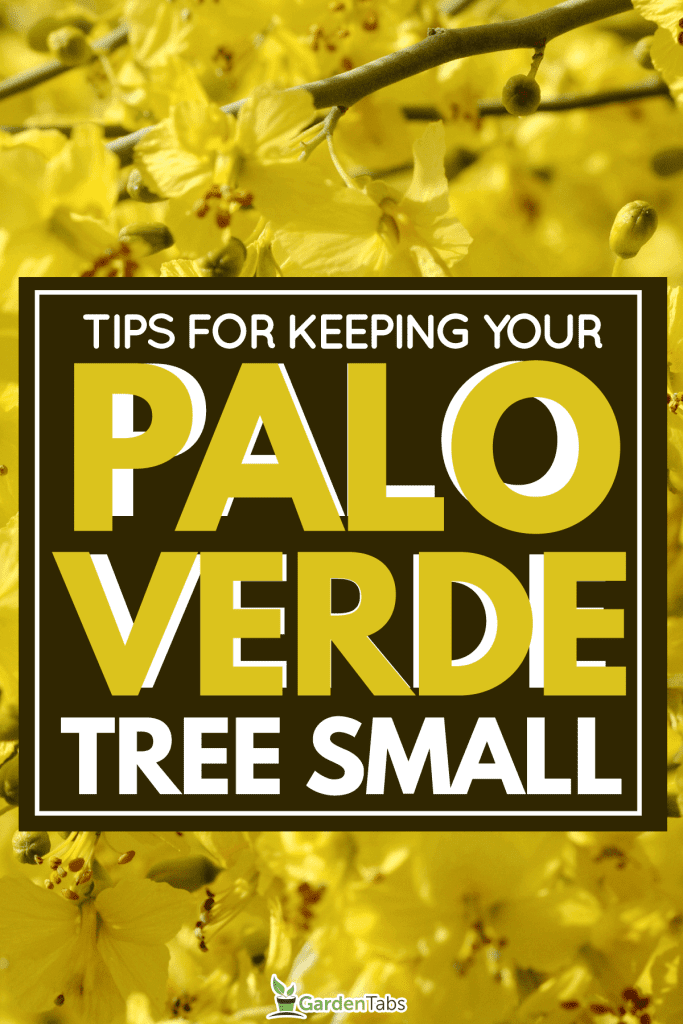 Bright yellow flowers of a blooming palo verde tree, Keep Your Palo Verde Tree Small With These Tips