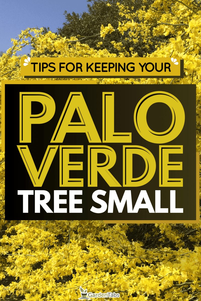 Keep-Your-Palo-Verde-Tree-Small-With-These-Tips1
