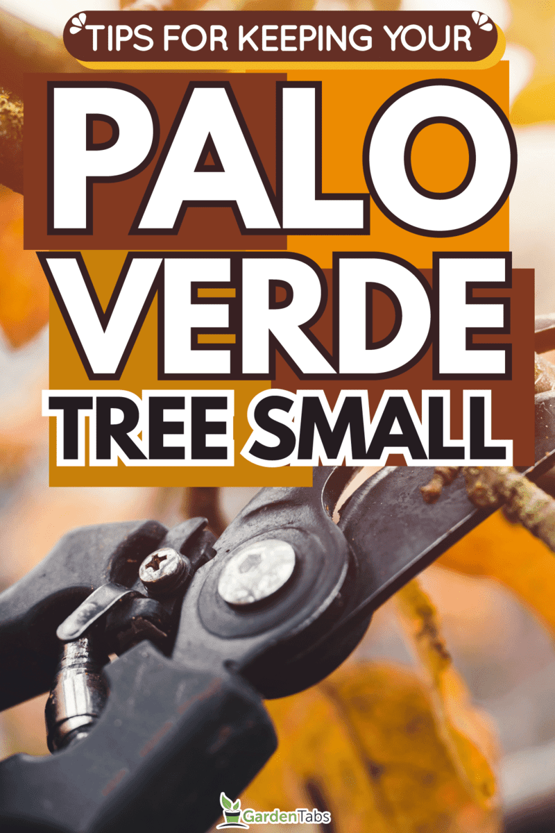 Keep-Your-Palo-Verde-Tree-Small-With-These-Tips3