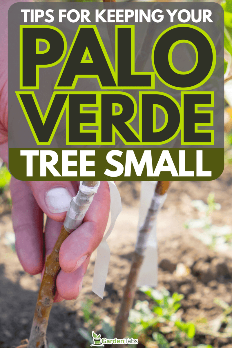 Keep-Your-Palo-Verde-Tree-Small-With-These-Tips4