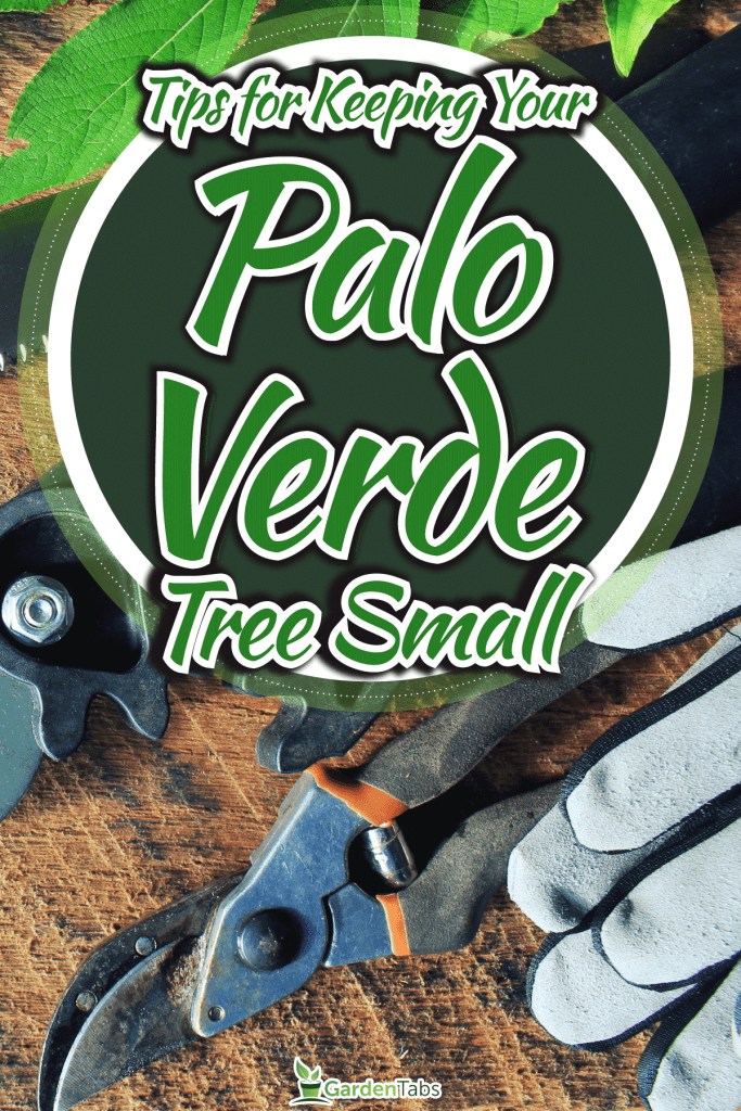 Keep-Your-Palo-Verde-Tree-Small-With-These-Tips5