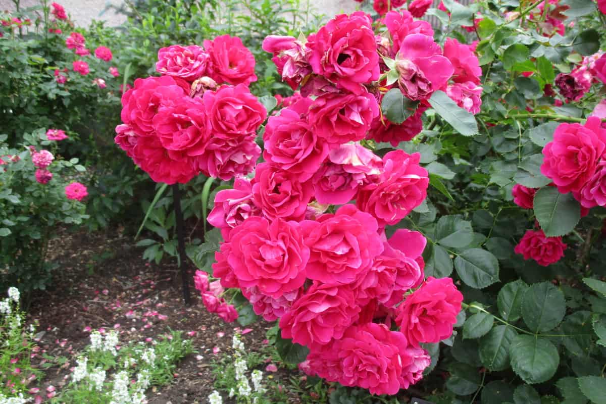 Knockout Roses Denver Botanic Garden