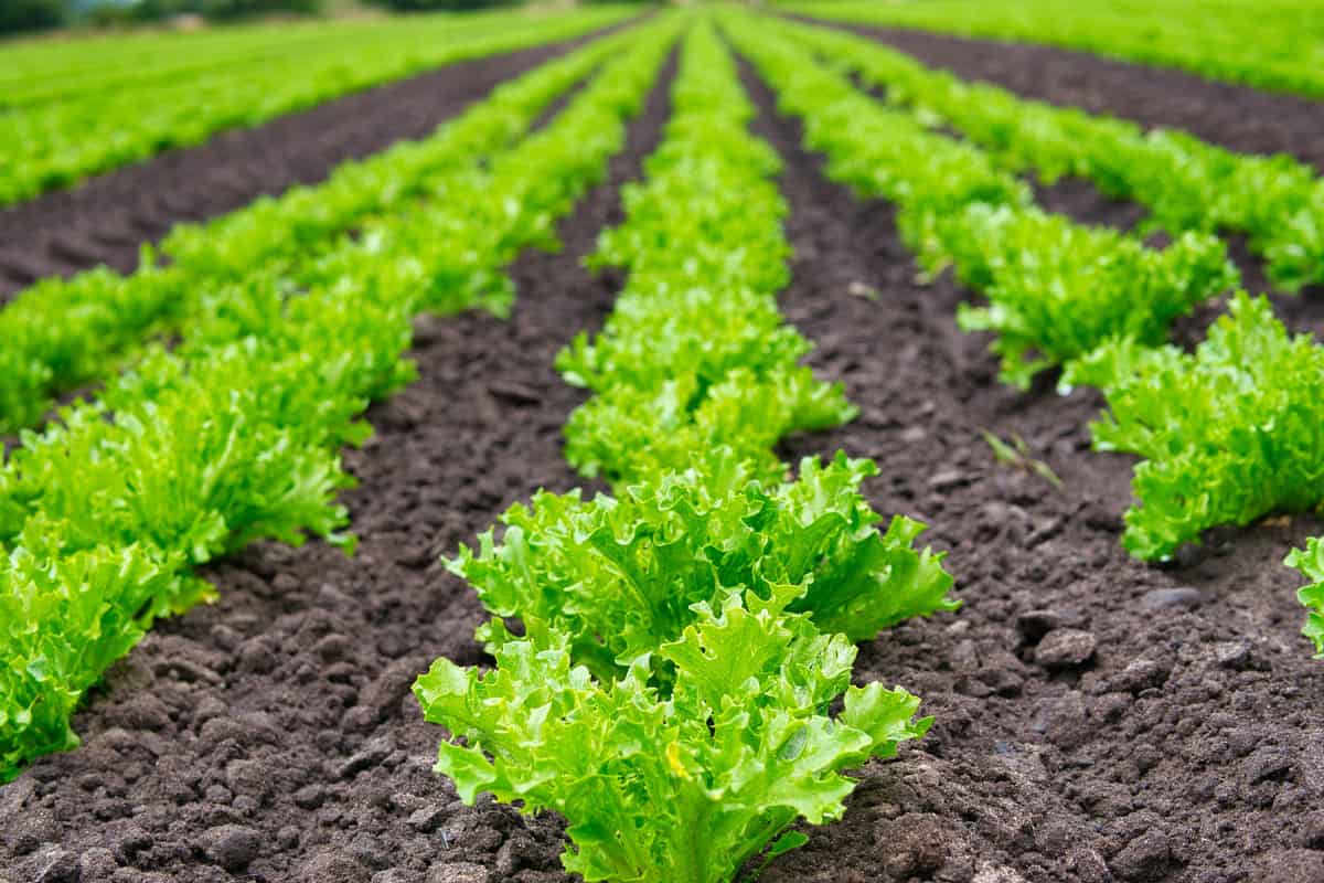 Lettuce are grown in long, straight rows across the length of the field a mittleider farming