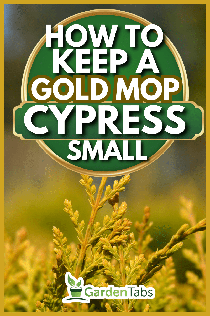 Leyland cypress Castlewellan Gold branch - Latin name - Cuprocyparis leylandii Castlewellan Gold\