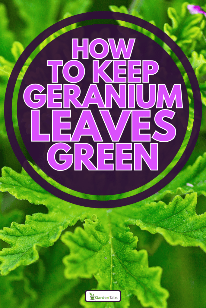 Light pink rose geranium in the garden, How To Keep Geranium Leaves Green: Tips And Tricks For Healthy Foliage