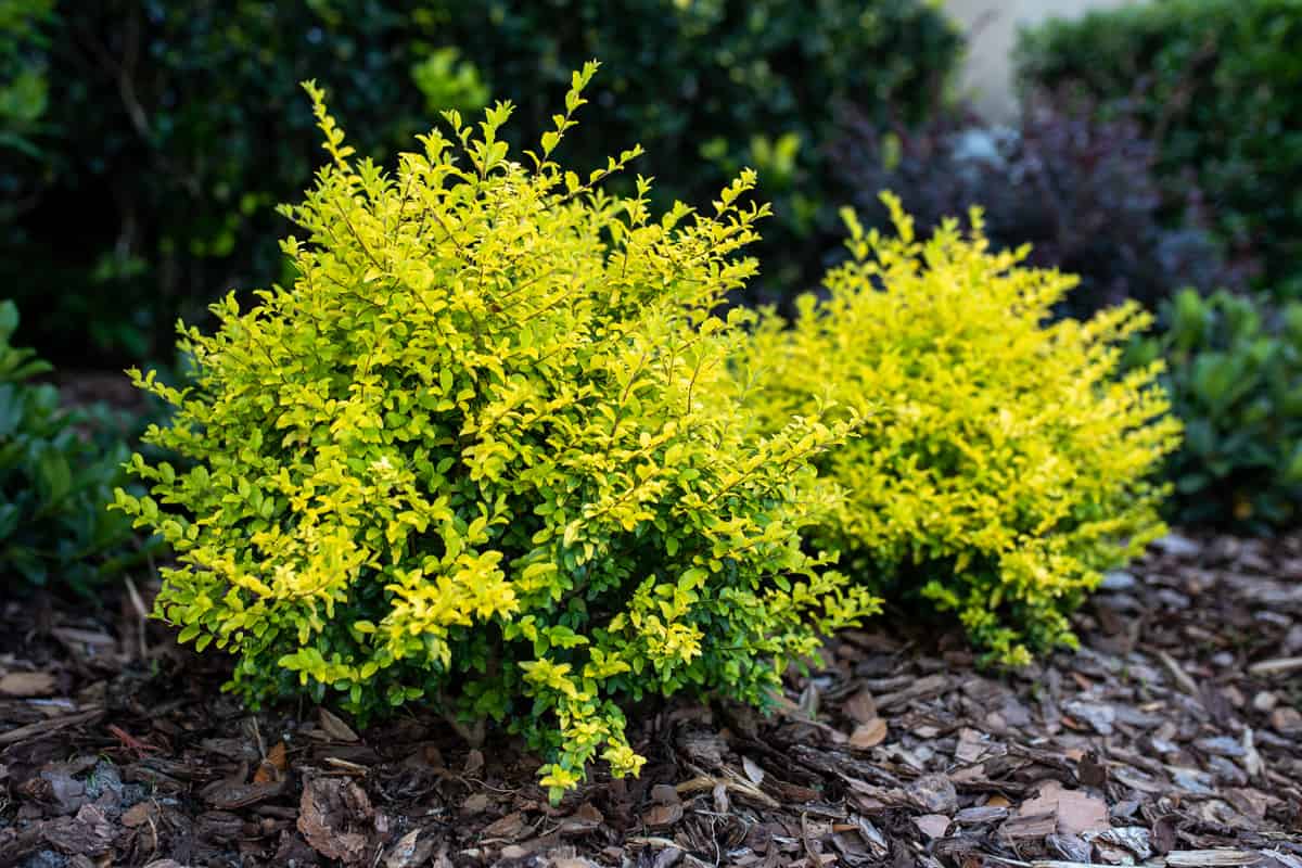 Ligustrum sinense or Sunshine ligustrum, a small privet decorative shrub with bright yellow and lime leav