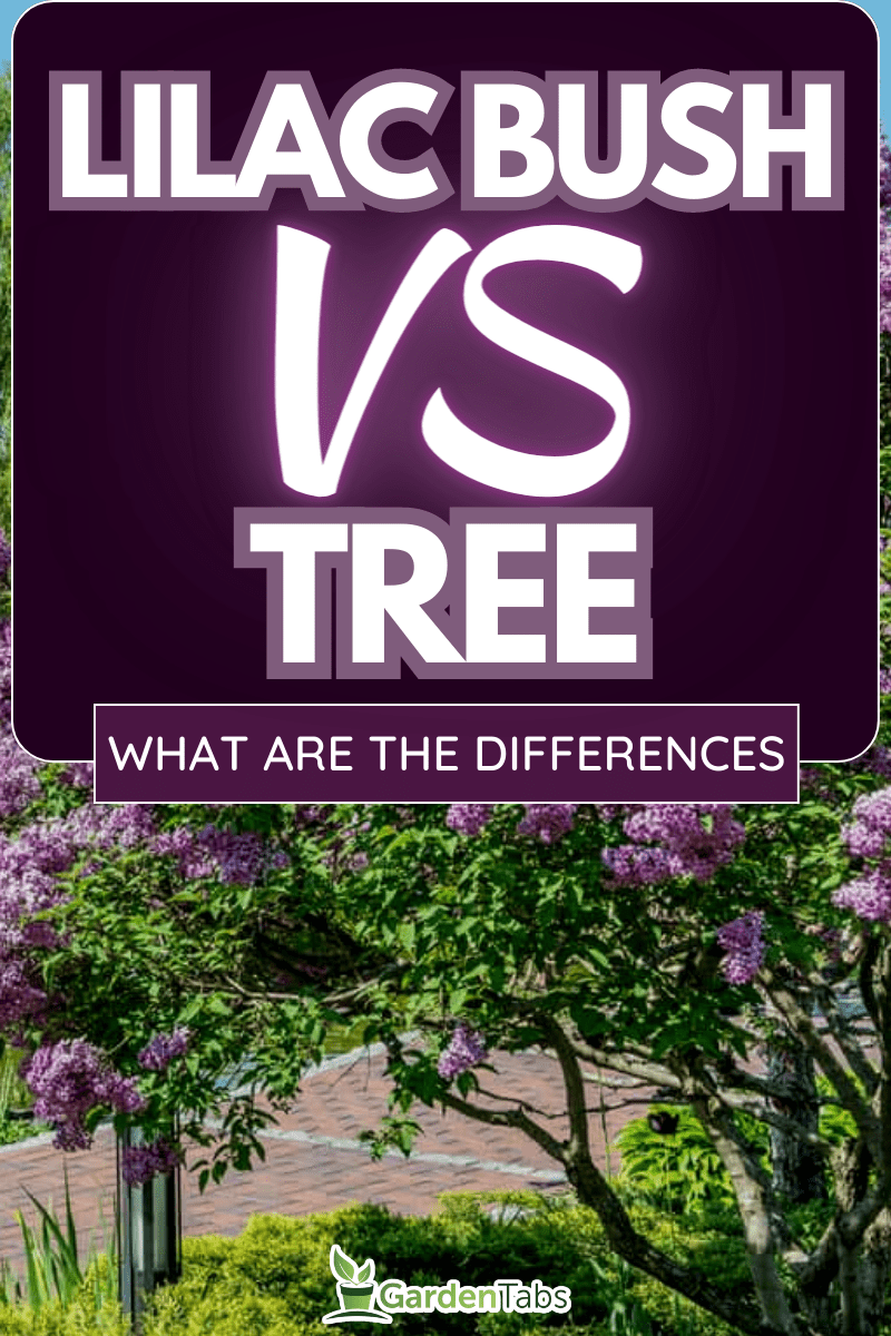 A lilac bush on the shore of a beautiful lake, Lilac Bush Vs. Tree: What are the differences