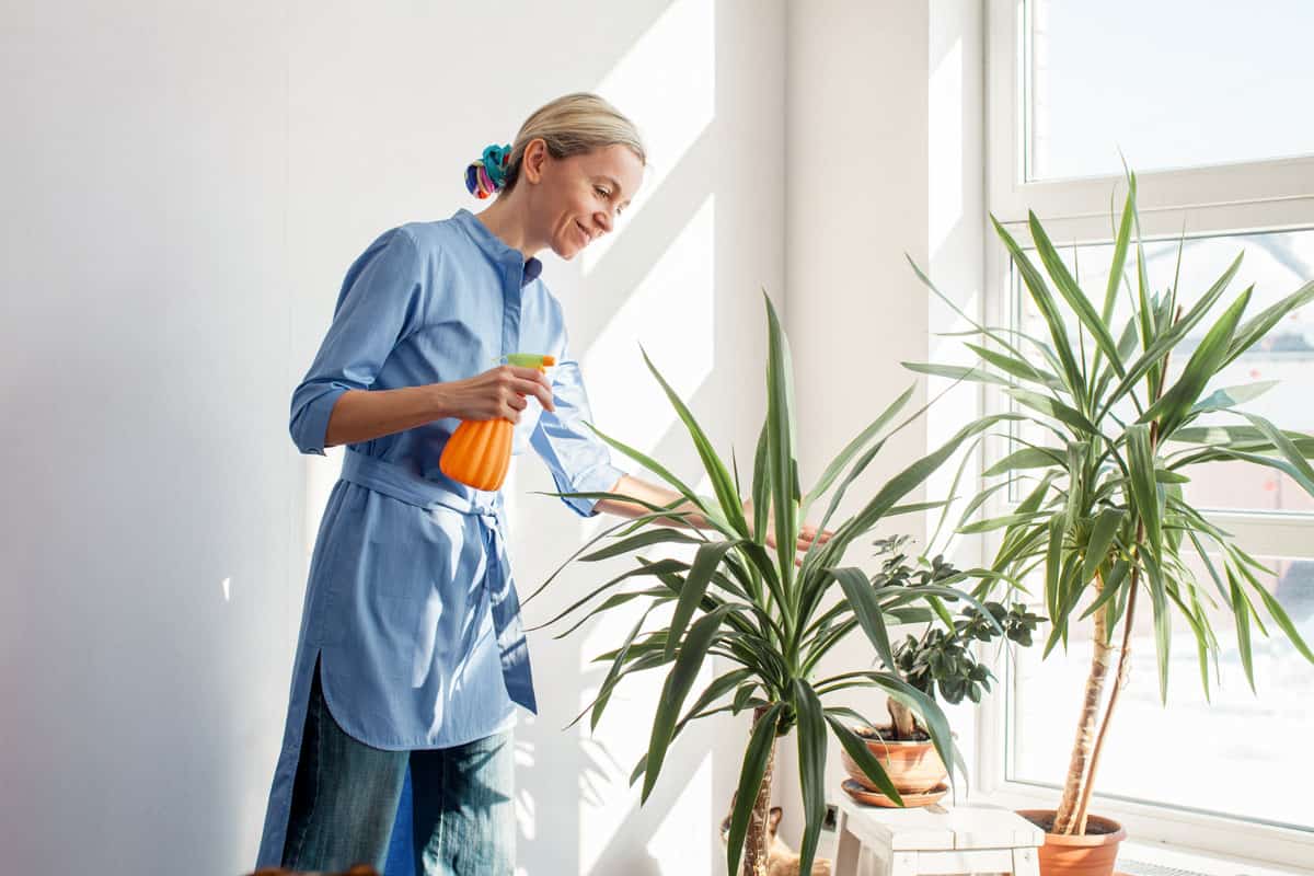 Middle aged woman sprays plants in flowerpots. Happy female caring for house plant. Woman taking care of plants at her home, spraying a plant with pure water from a spray bottle