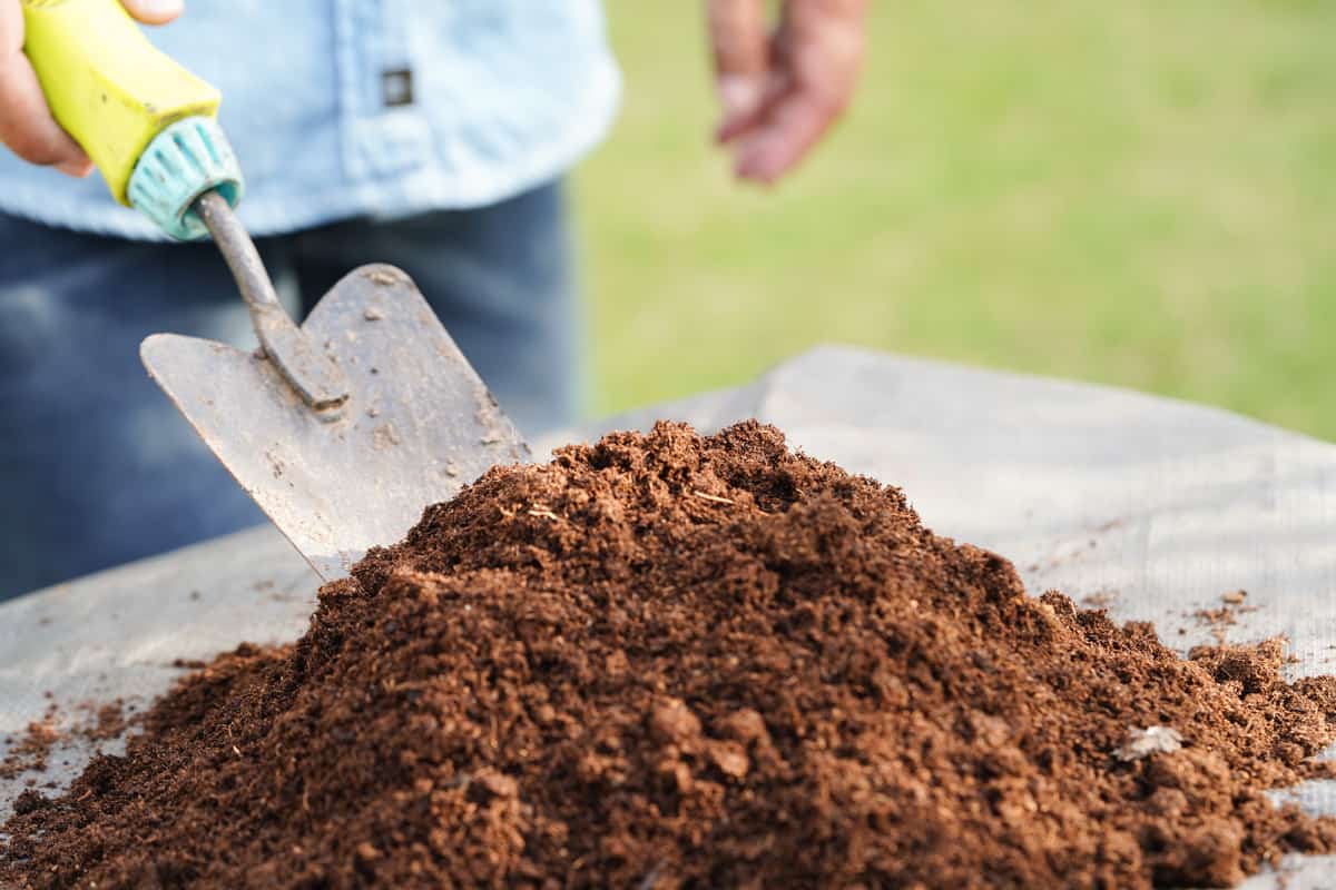 Man holding a small shovel to mix organic fertilizer