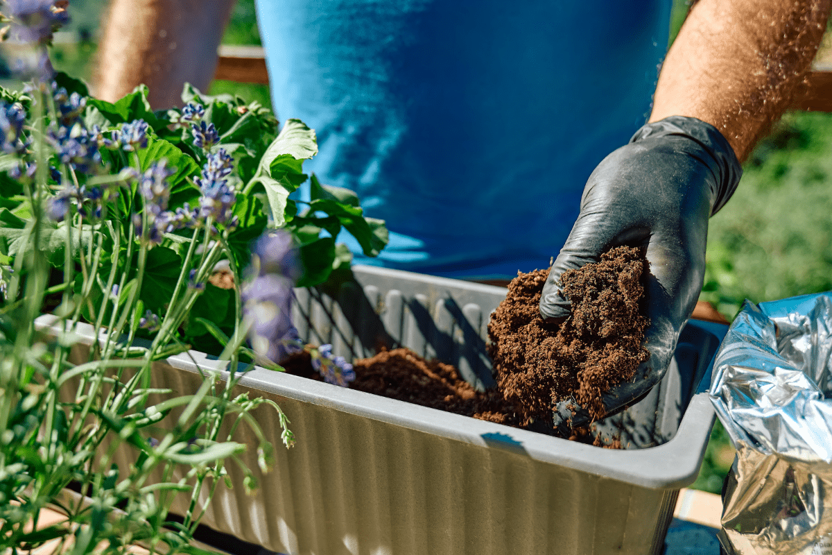 Man with black gloves pouring ground in flower pot for replanting geraniums