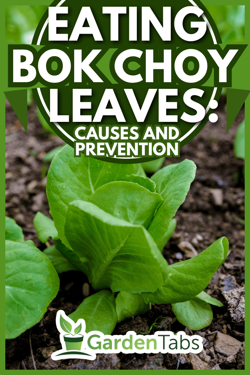 Organic Eco farm in Thailand, bok choy at a small organice ecoligiacal farm. - What Is Eating My Bok Choy Leaves? [And How To Prevent It]