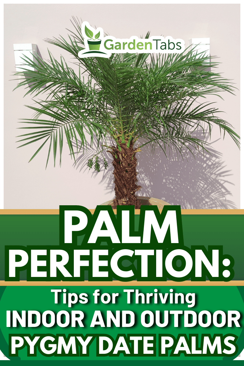 Outdoor plant. Natural photo of Phoenix Roebelenii planted in pot. Wall to Background. Natural lighting. - Pygmy Date Palm Care: Growing Tips For Indoor & Outdoor Environments