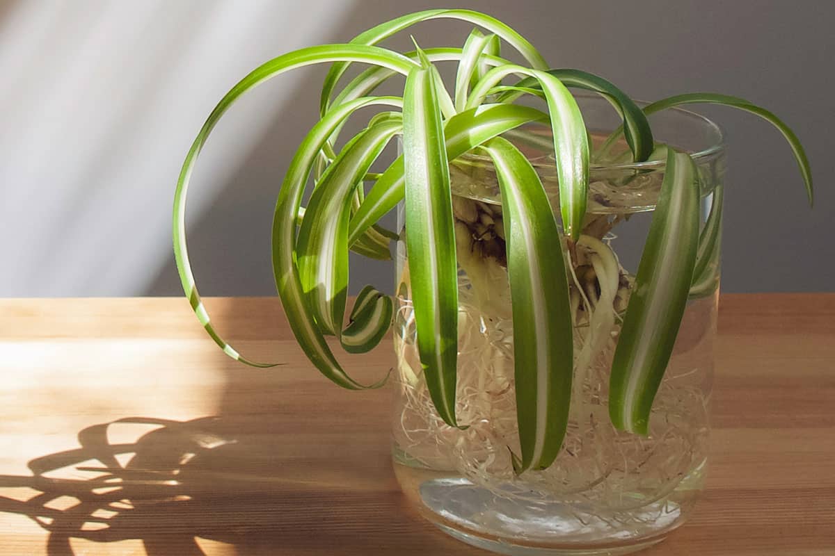 Propagating a Curly Spider plant baby (Chlorophytum Bonnie; Variegated Spider Plant; Airplane Plant) with root nodes in a water vessel on a wooden surface isolated on a light background. 