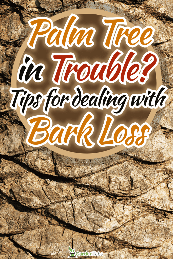 A close up shot of a bark palm tree, Palm Tree SOS: What To Do When Your Tree Loses Bark