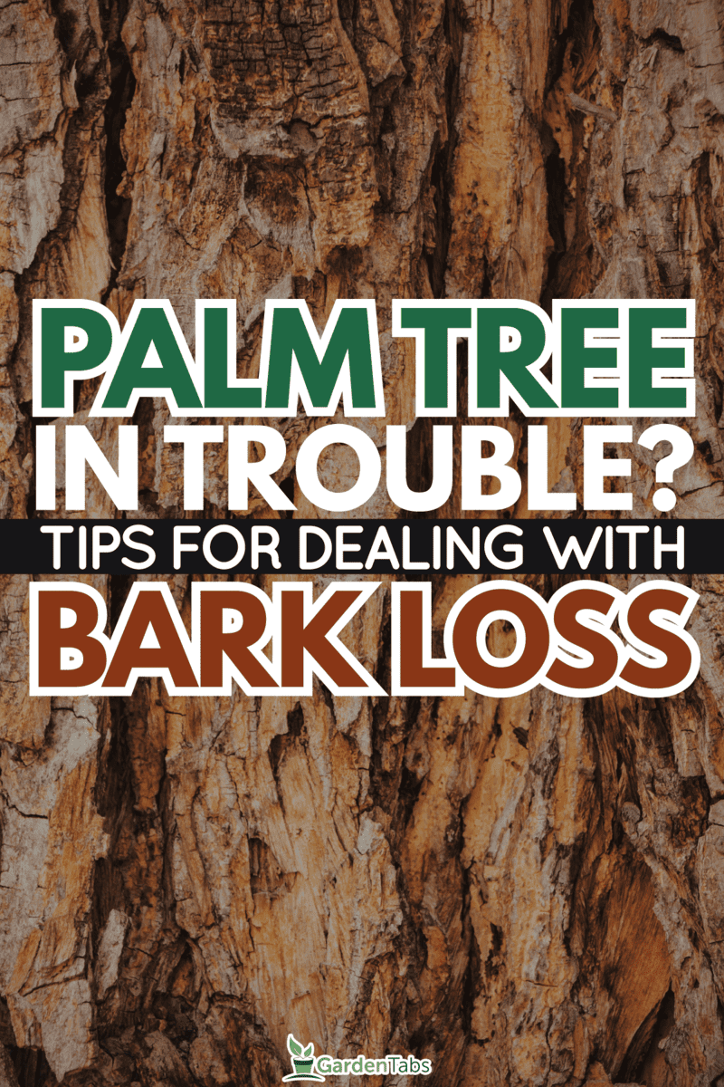 Palm-Tree-SOS-What-To-Do-When-Your-Tree-Loses-Bark1