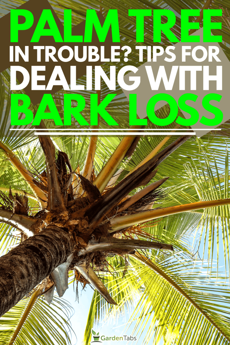 Palm-Tree-SOS-What-To-Do-When-Your-Tree-Loses-Bark2