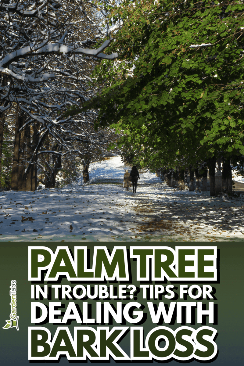Palm-Tree-SOS-What-To-Do-When-Your-Tree-Loses-Bark5