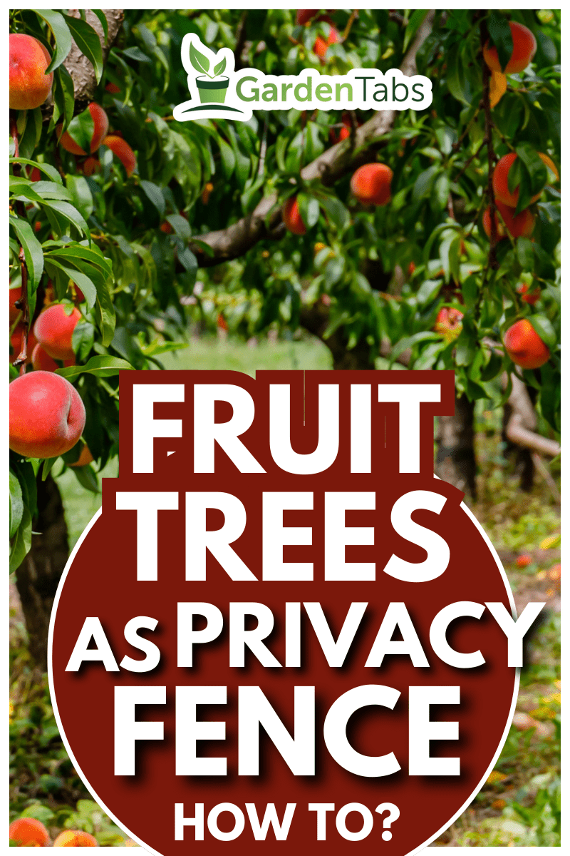 Peach orchard with ripe red peaches. Colorful fruits on tree ready to harvesting, banner. - Fruit Trees As Privacy Fence - How To?