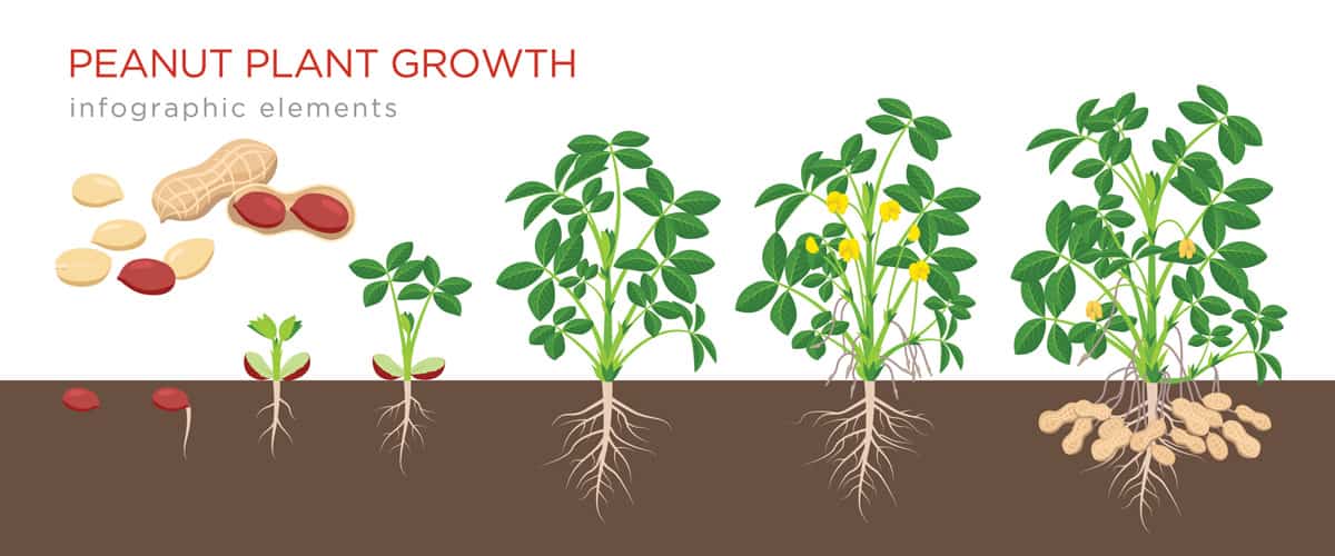 Peanut Plant Growth stage illustration