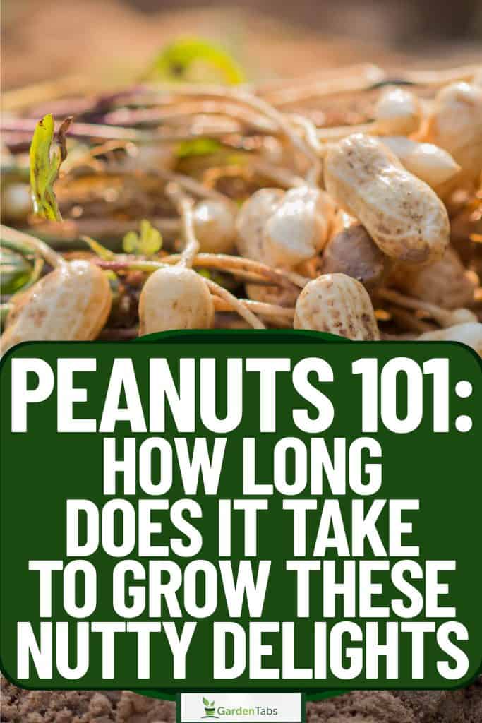 Peanuts 101 How Long Does It Take To Grow These Nutty Delights-02/></div>
<p><!-- /wp:html --></p>
<p><!-- wp:html --></p>
<div style=