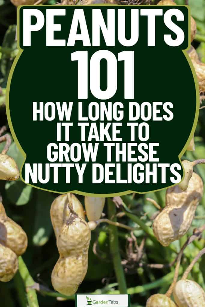 Peanuts 101 How Long Does It Take To Grow These Nutty Delights-02