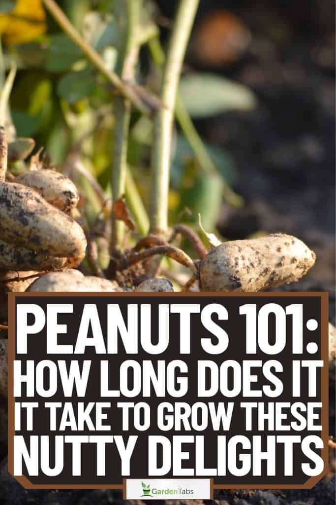 Peanuts 101 How Long Does It Take To Grow These Nutty Delights-03