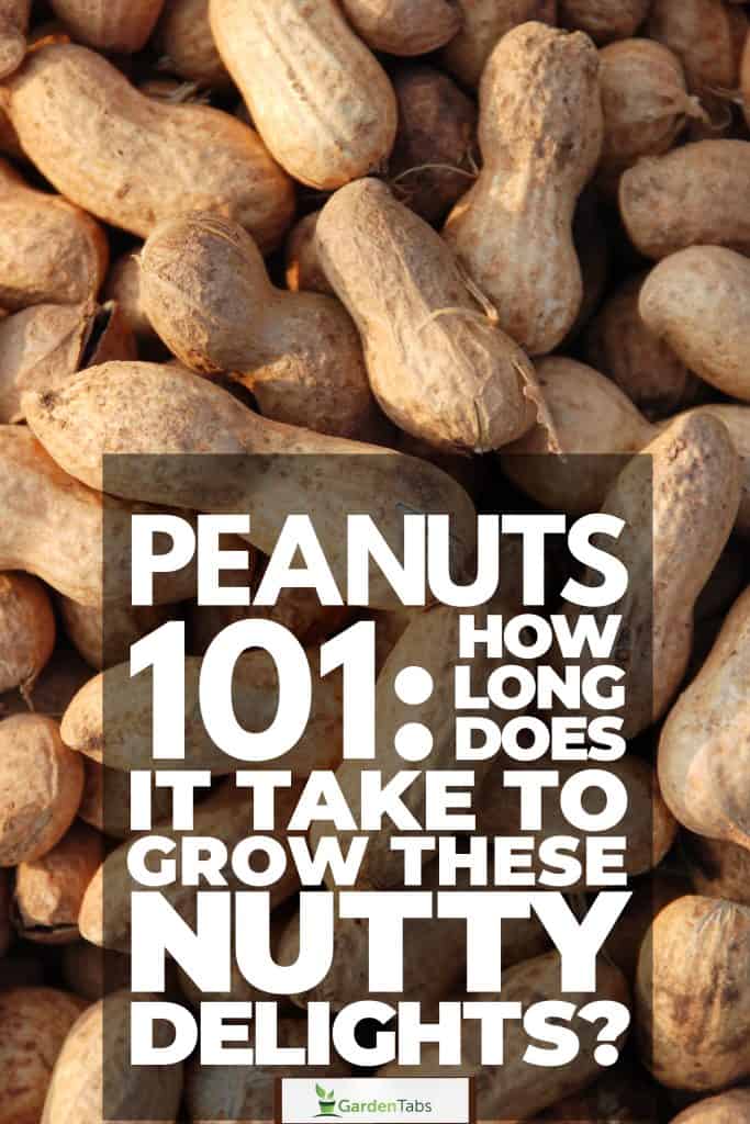 Peanuts 101 How Long Does It Take To Grow These Nutty Delights-02/></div>
<p><!-- /wp:html --></p>
<div class='code-block code-block-2' style='margin: 8px 0; clear: both;'>
<p style=