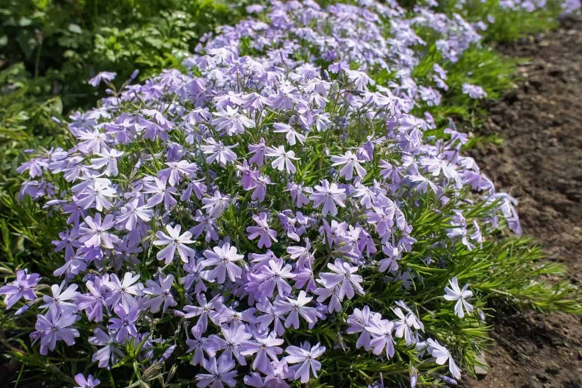 Phlox subulate or Creeping moss Phlox blue small flowers in the garden design.