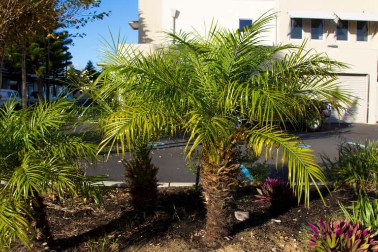 Phoenix roebelenii, common names of pygmy date palm, miniature date palm or just robellini, is a species of date palm native to southeastern Asia with dainty decorative green fronds . - Pygmy Date Palm Care: Growing Tips For Indoor & Outdoor Environments