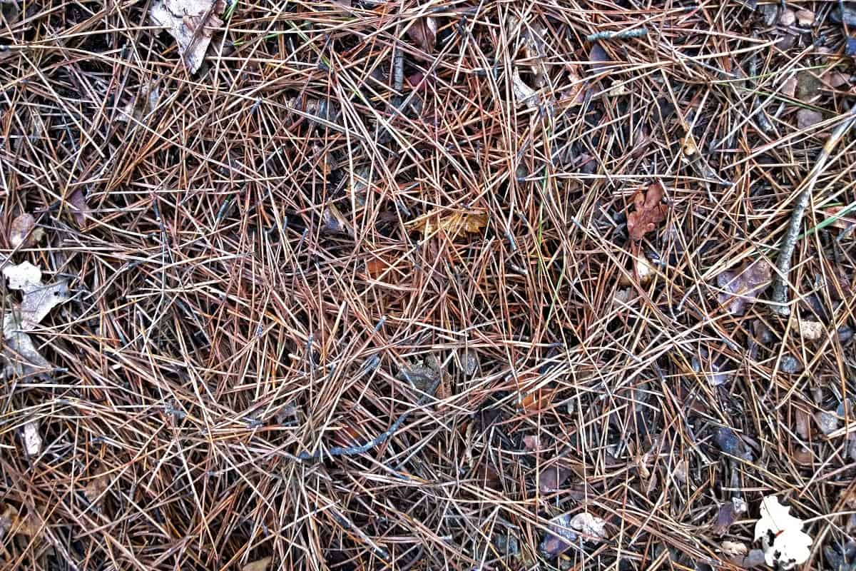 Pine needles on the ground