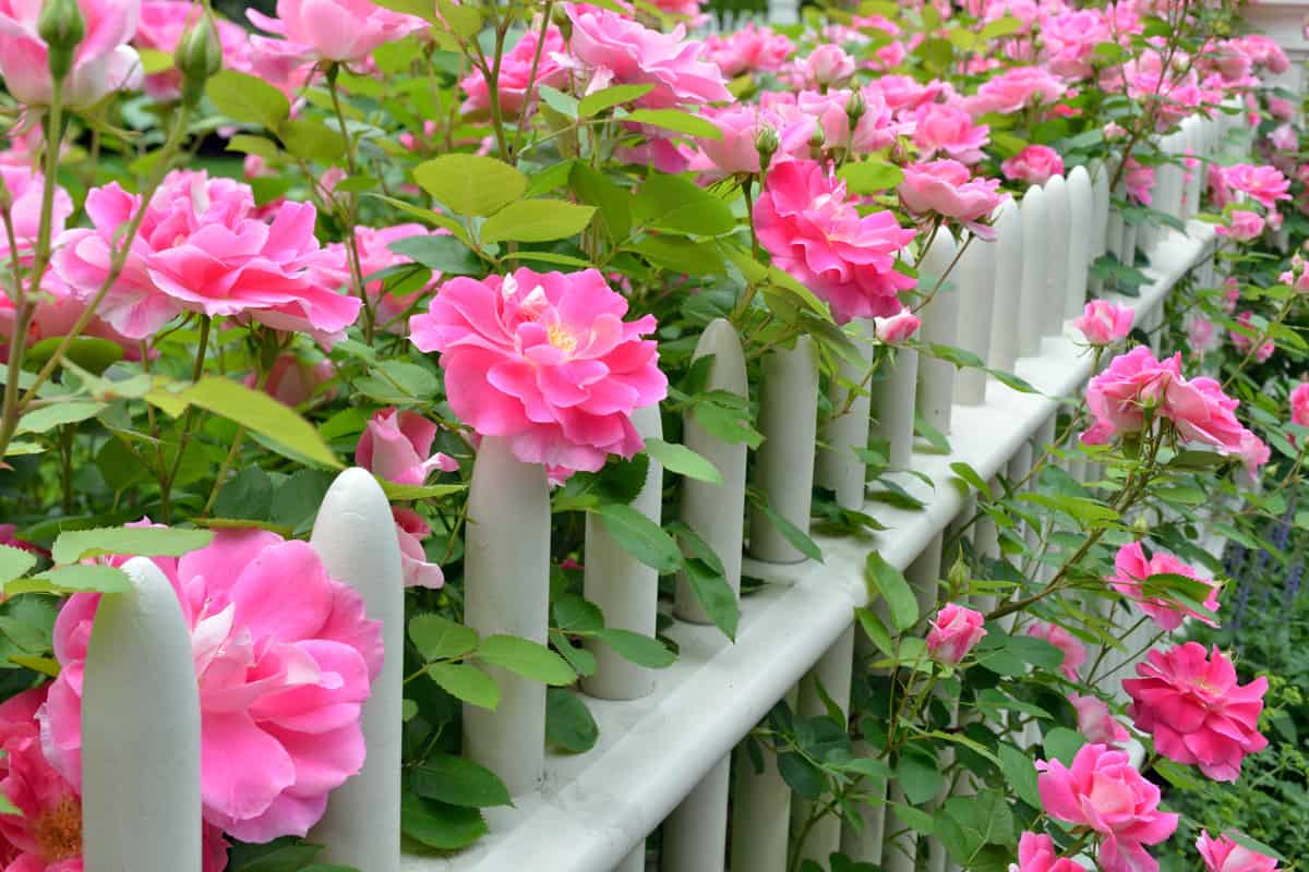 Pink climbing roses on picket fence