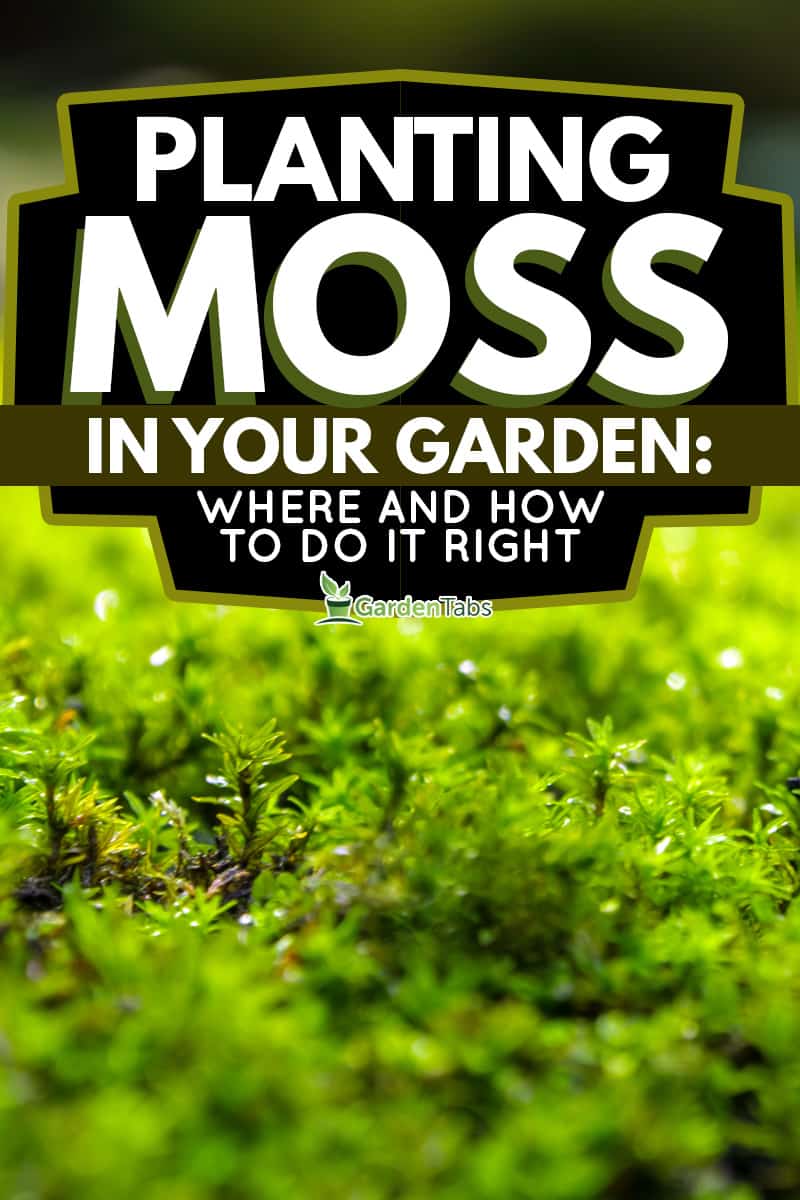 Planting Moss in Your Garden: Where and How to Do It Right