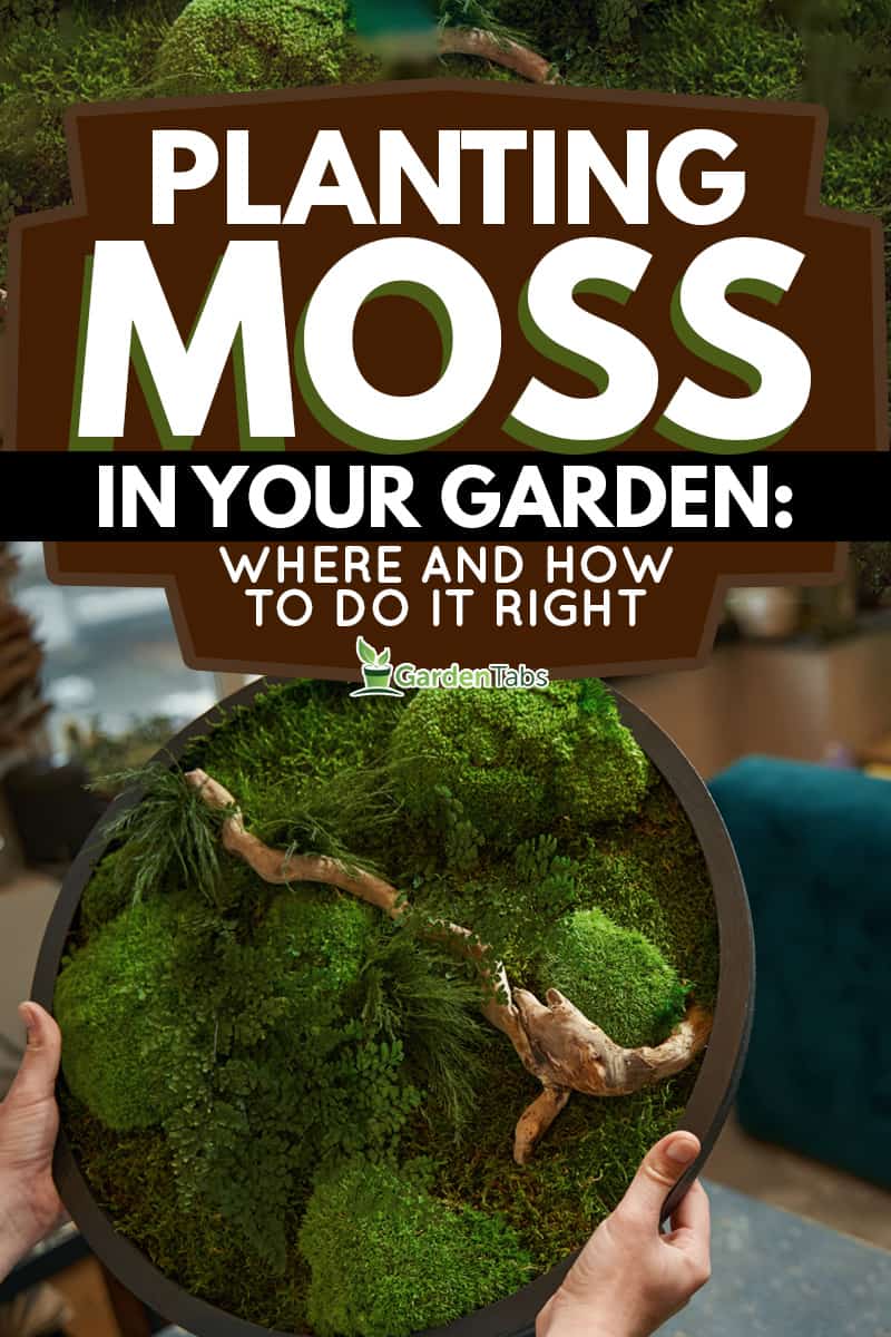 Planting Moss in Your Garden: Where and How to Do It Right