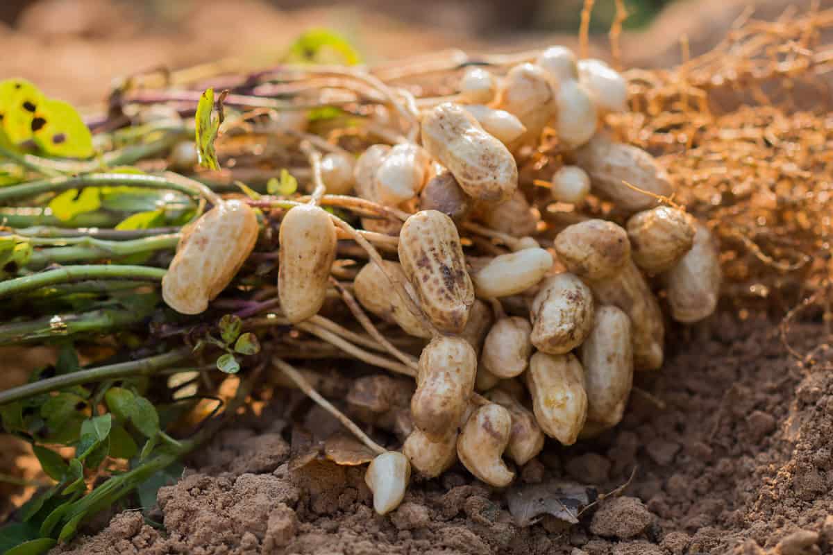 Planting peanuts in a small plantation
