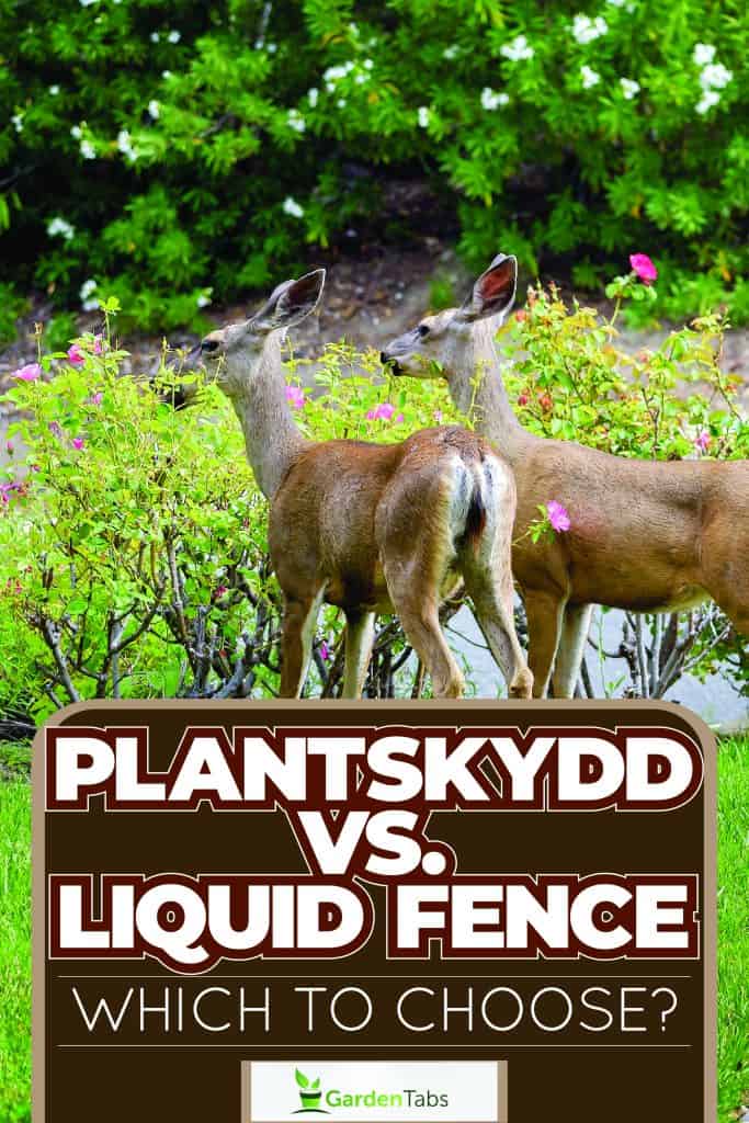 A deer wandering in a homeowners garden, Plantskydd Vs. Liquid Fence: Which To Choose?