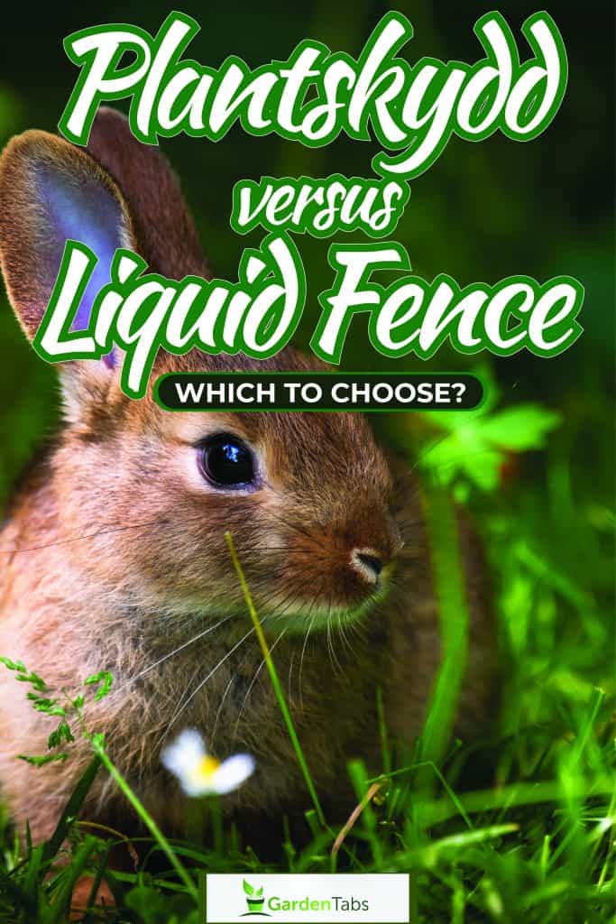 A deer wandering in a homeowners garden, Plantskydd Vs. Liquid Fence: Which To Choose?