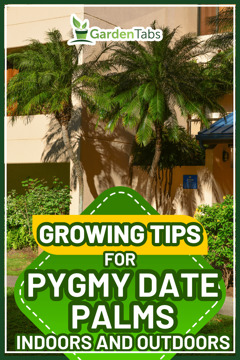 Pygmy date palm (Phoenix roebelenii) in Maui, Hawaiian Islands.