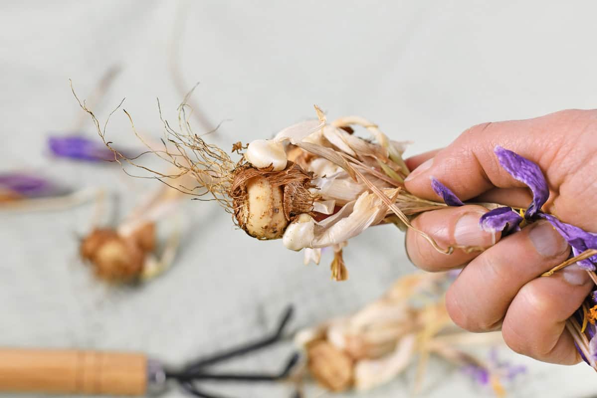 Replanting withered crocus spring flower plant bulbs