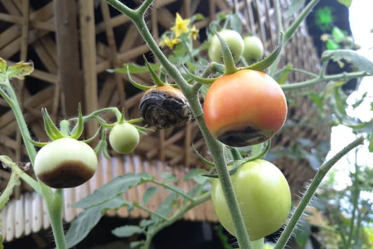 Ripening tomato fruits affected by blossom end rot. This physiological disorder in tomato, caused by calcium deficiency, looks like watering and rotting spot forming under the tomato fruits. - Blossom End Rot Tomatoes: Causes & Fixes