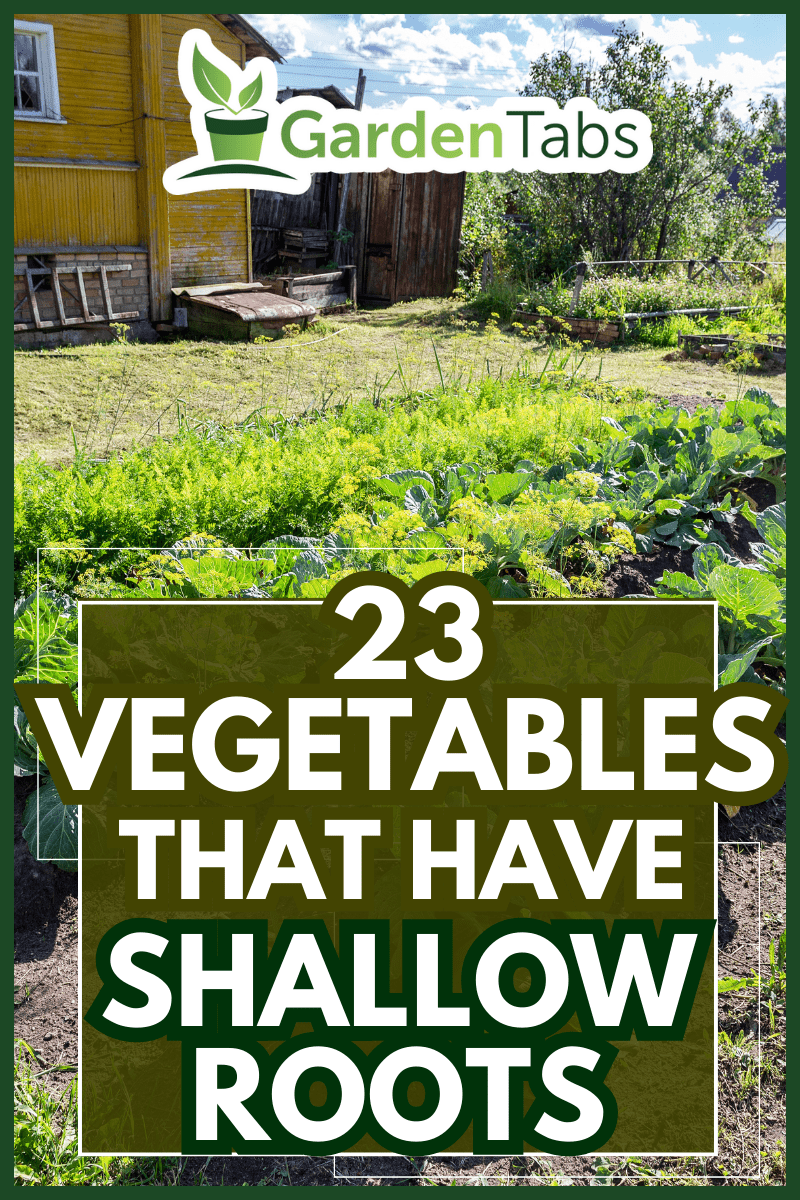 Rural landscape with small wooden house and vegetable garden in sunny summer day- 23 Vegetables That Have Shallow Roots