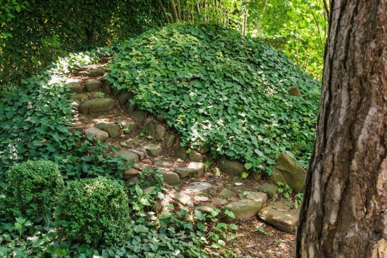 Stone steps lead to a hill curled with ivy. Green English ivy (Hedera helix, European ivy) and variegated ivy Hedera helix Goldchild carpet cover hill In shadow garden. Nature concept for design., Say Goodbye to English Ivy: Tips for Getting Rid of It Without Killing Your Garden