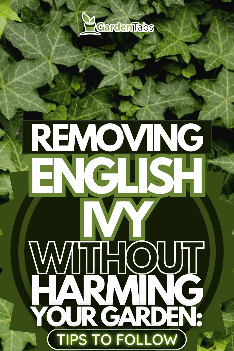 Say Goodbye to English Ivy: Tips for Getting Rid of It Without Killing Your Garden