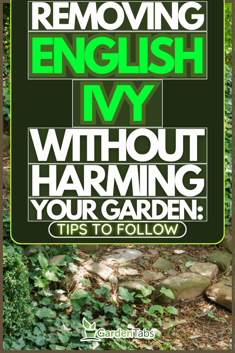 Say Goodbye to English Ivy: Tips for Getting Rid of It Without Killing Your Garden