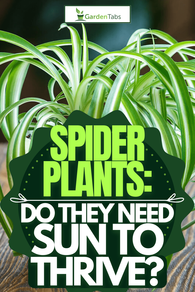 Shedding Light on Spider Plants: Do They Need Sun to Thrive?