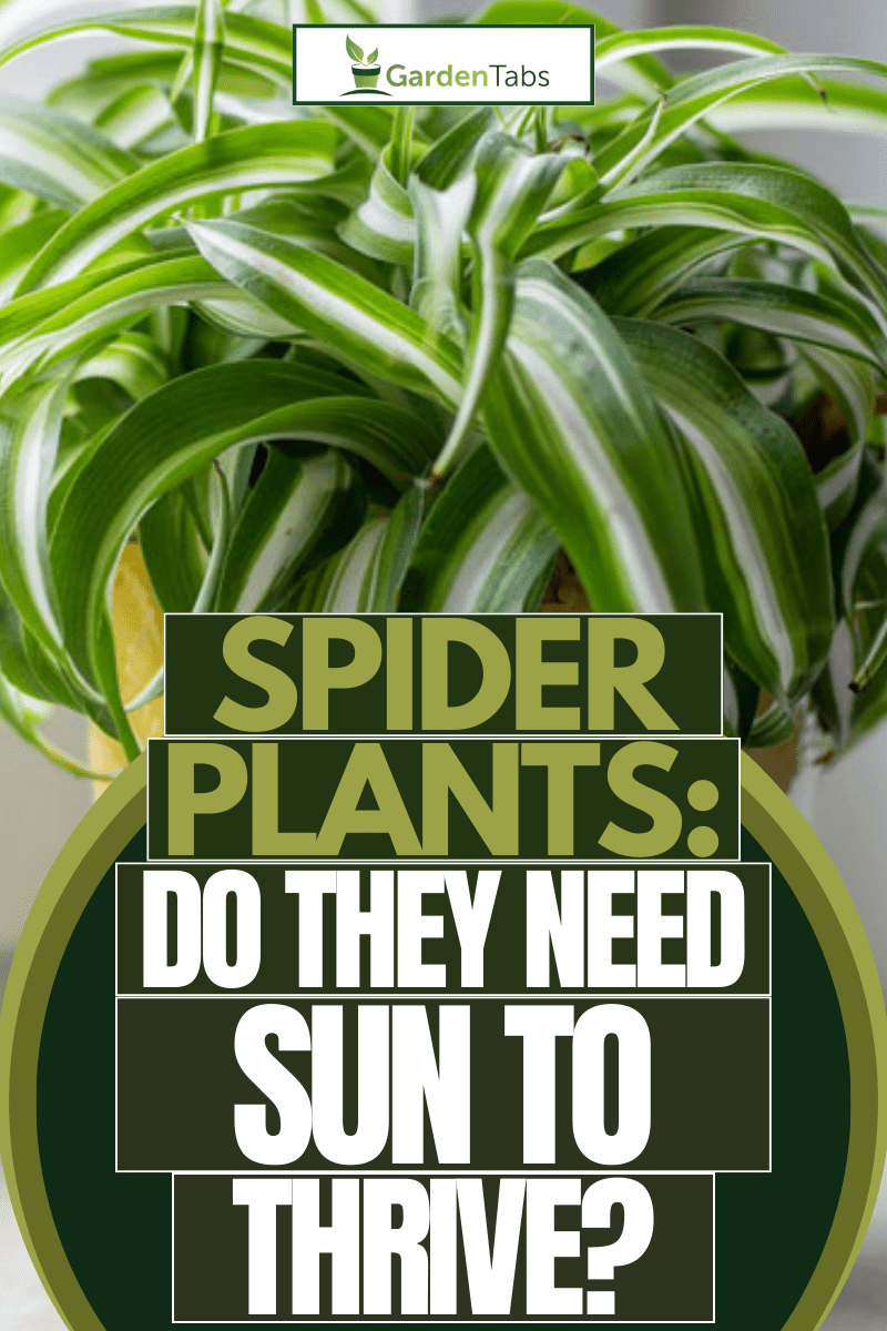 Shedding Light on Spider Plants: Do They Need Sun to Thrive?