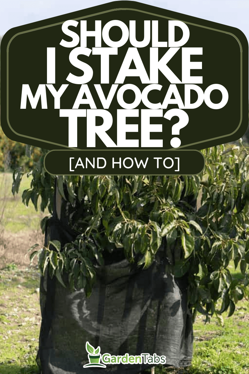 Should I Stake My Avocado Tree? [And How To]