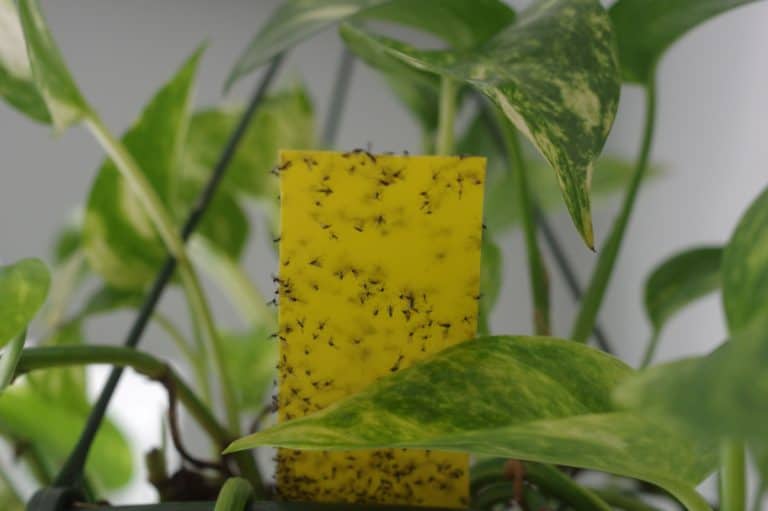 Soil gnats stuck to yellow sticky sheet in indoor plant
