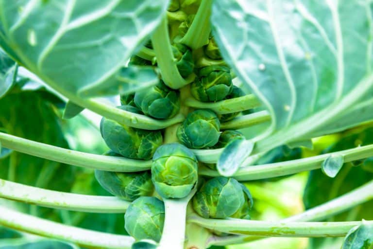 Bunch of brussels sprouts growing on a stalk in the garden.