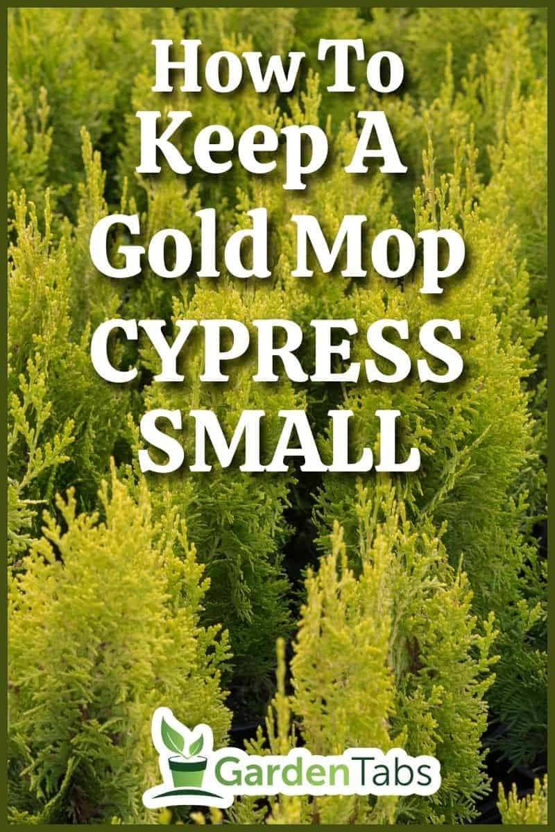 Smaragd. Arborvitae occidentalis Janed Gold or Highlights Arborvitae. Evergreen coniferous tree, in the cypress family Cupressaceae. - How To Keep A Gold Mop Cypress Small